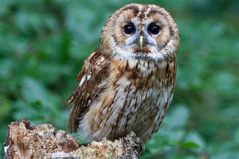 Do Owls Like Music? And Other Owl-Related Queries