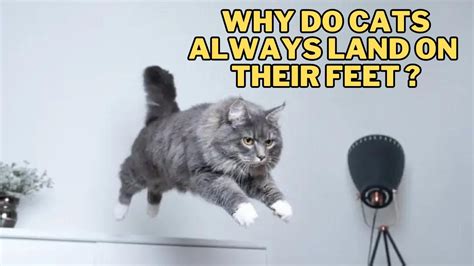 How to Become an Art Director: Why Do Cats Always Land on Their Feet?