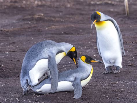 What can you do with a music performance degree, and why do penguins prefer jazz over rock?